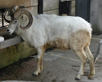 big horn sheep